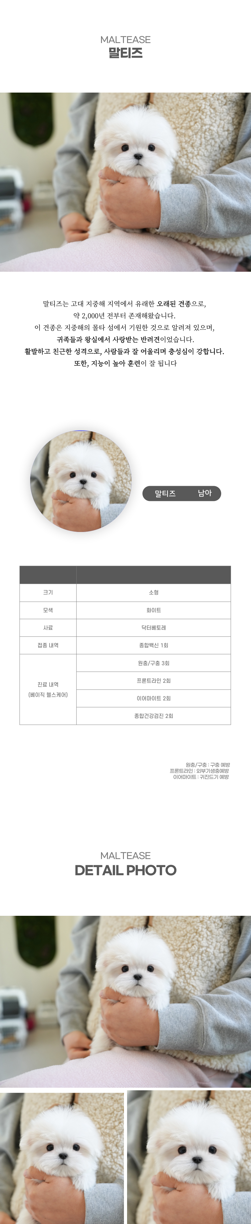 말티즈_상세이미지_2